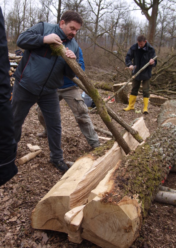 Opening a split oak tee trunk